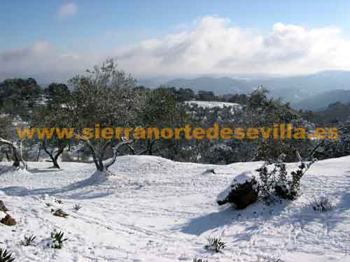 nieve