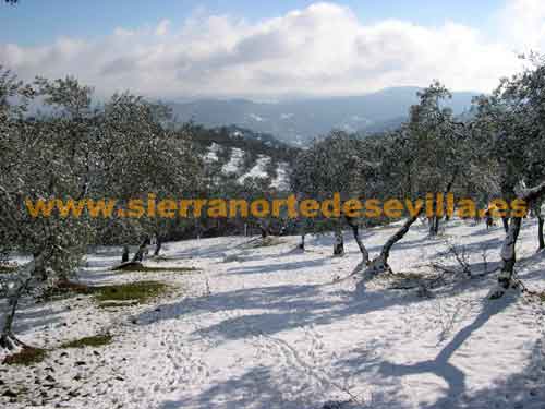 nieve