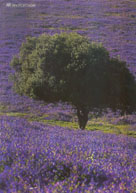 sierranortedesevilla